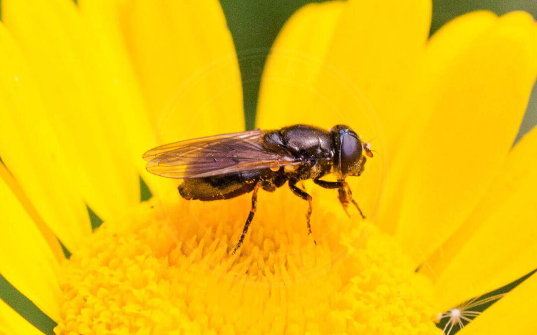 Asters-Urtesvirreflue sidder på en flot gul blomst