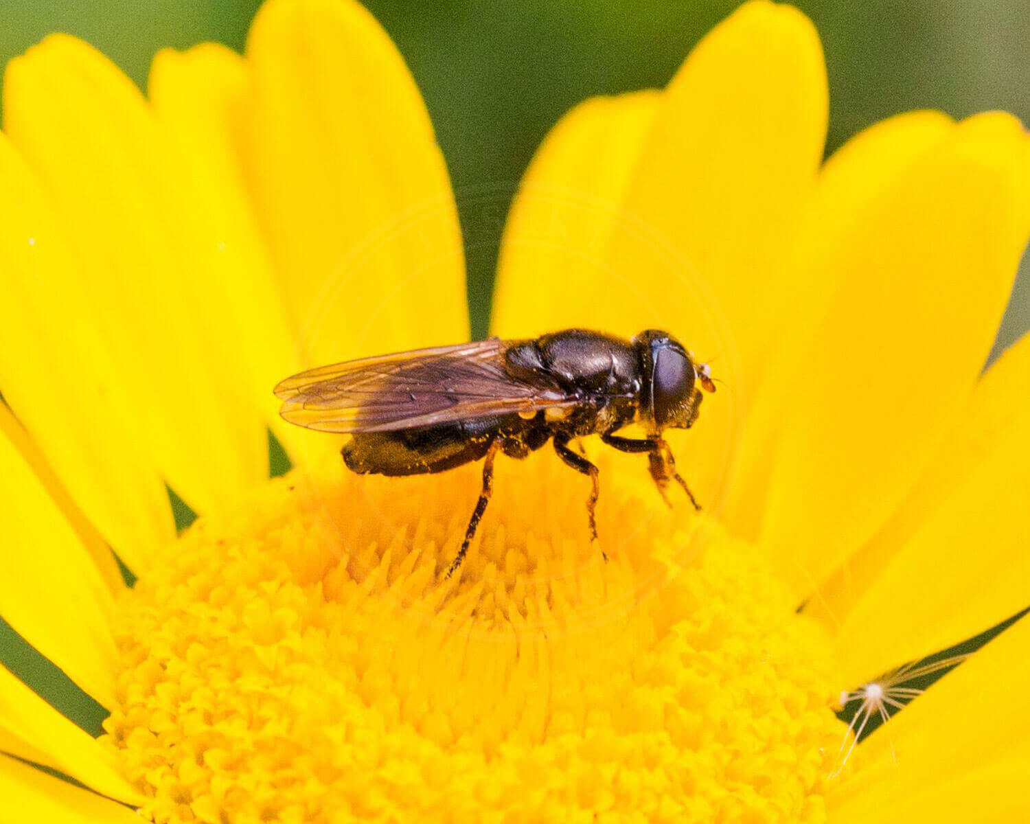 Asters-Urtesvirreflue sidder på en flot gul blomst