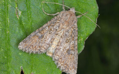 Bedeugle Anarta trifolii