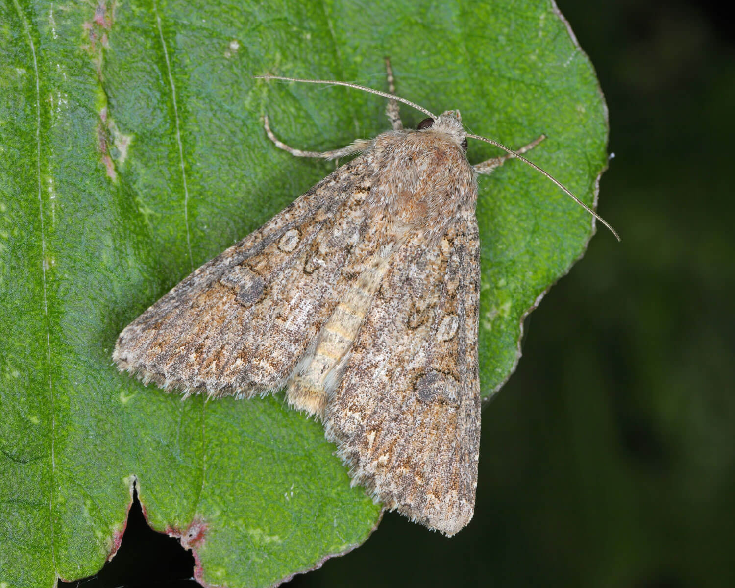 Bedeugle sidder på et blad, så man kan se dens flotte mønster