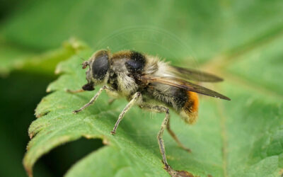 Broget Urtesvirreflue Cheilosia illustrata
