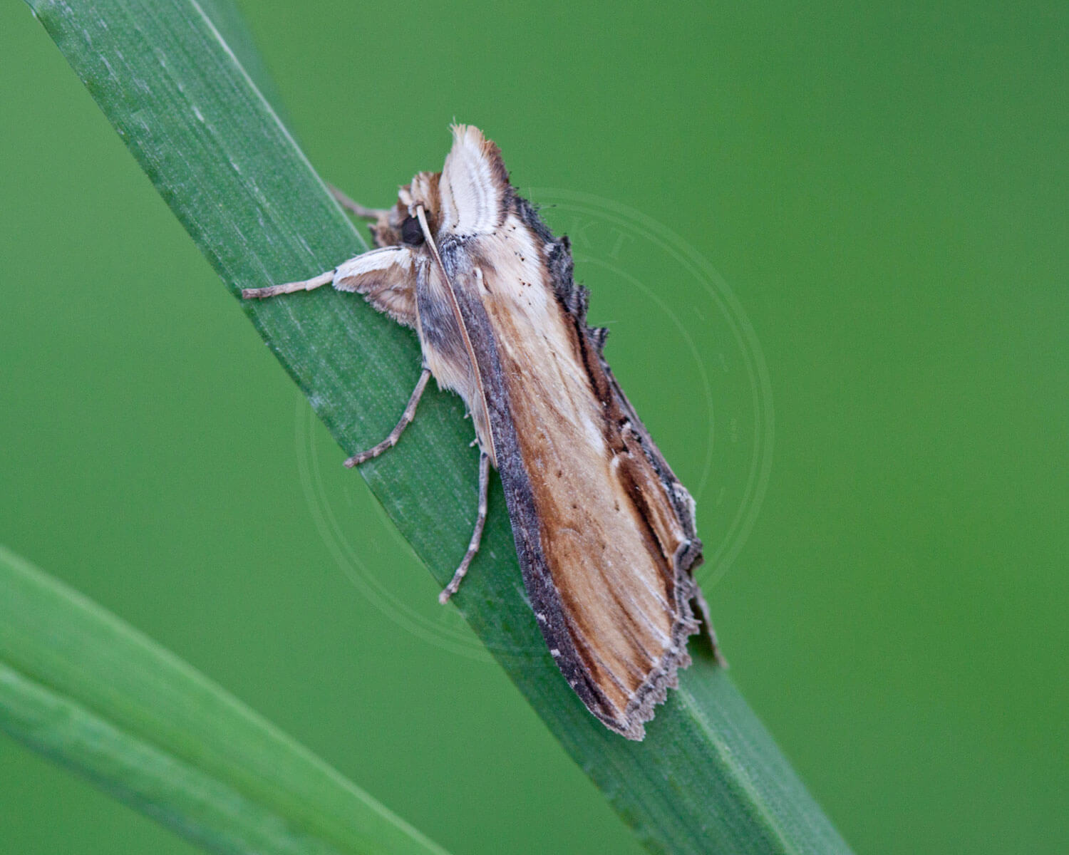 Brunrods-Hætteugle sidder på blad