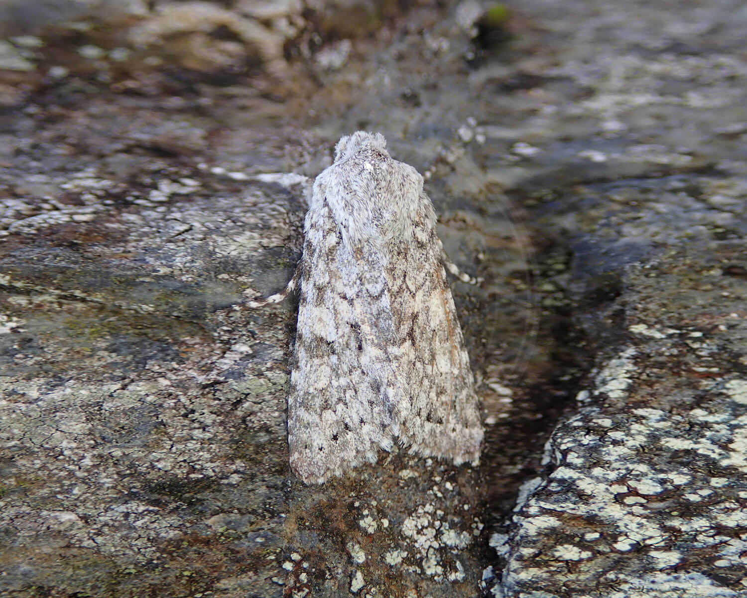 Chi-Ugle sidder og "gemmer sig" på et stykke bark