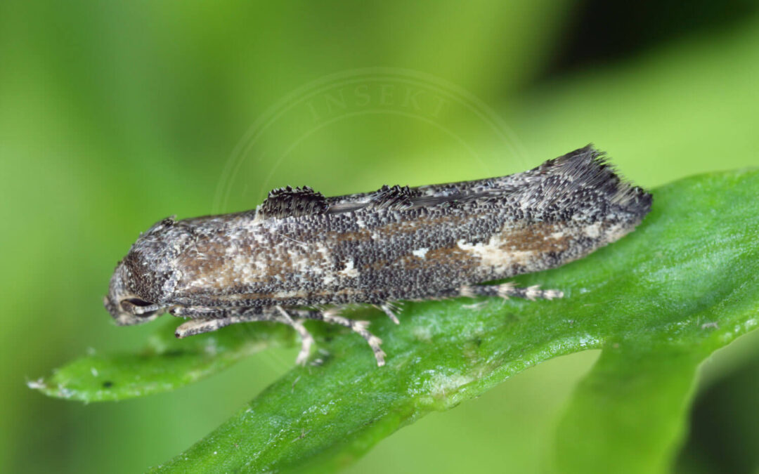 Epermenia chaerophyllella sidder på blad, så man kan se den halvt fra siden.