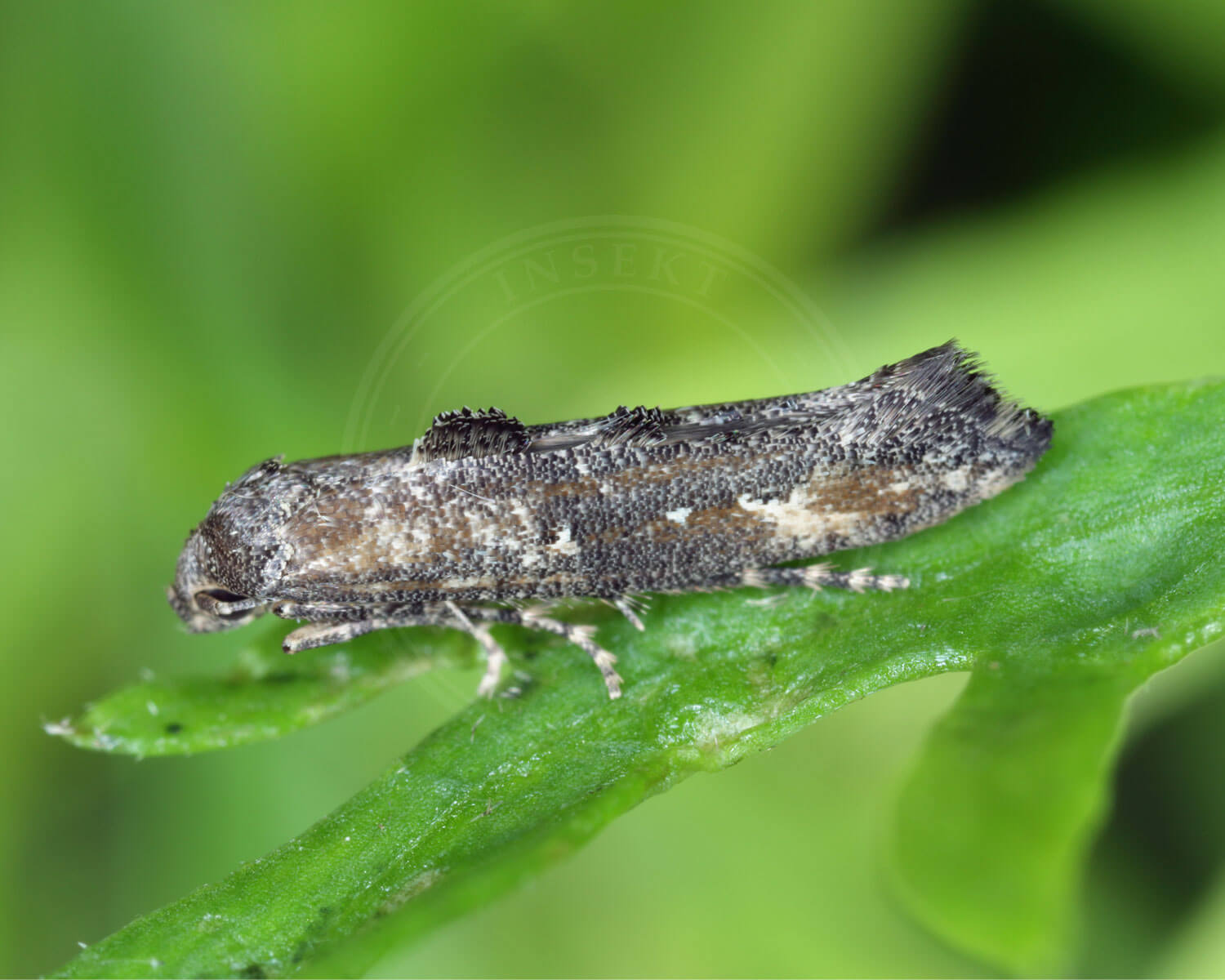 Epermenia chaerophyllella sidder på blad, så man kan se den halvt fra siden.