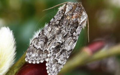 Guldlok-Pelsugle Acronicta auricoma