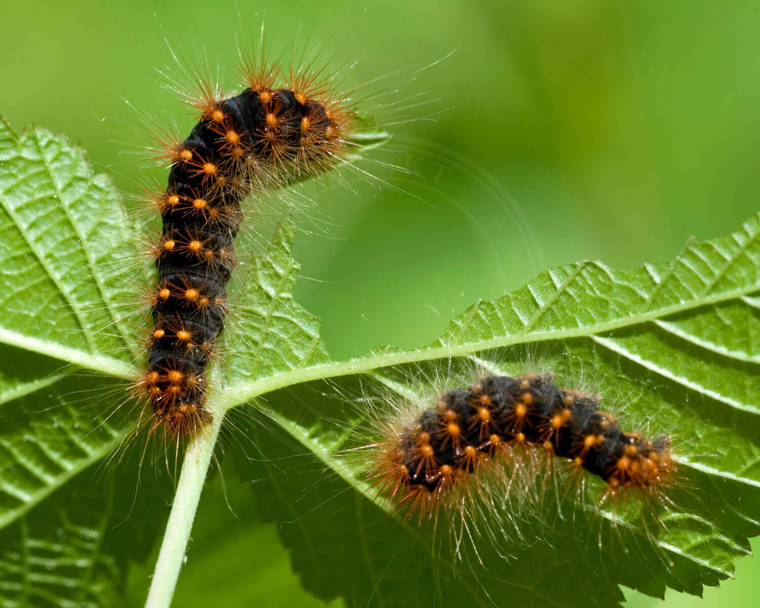 insekthaver_guldlok-pelsugle2 Guldlok-Pelsugle larver - her kan man tydeligt se hvad deres navn kommer af