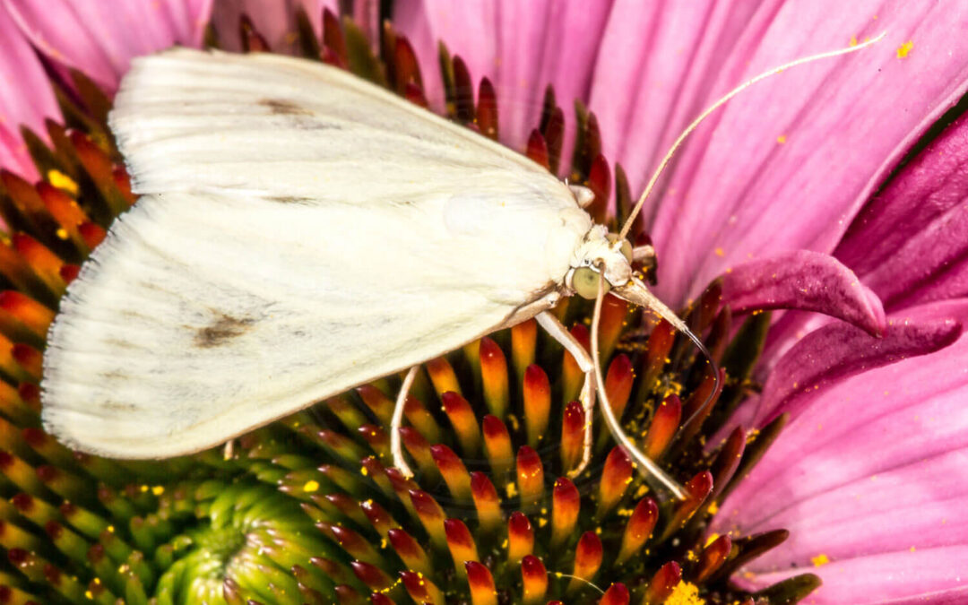 Gulerodshalvmøl sidder på blomst