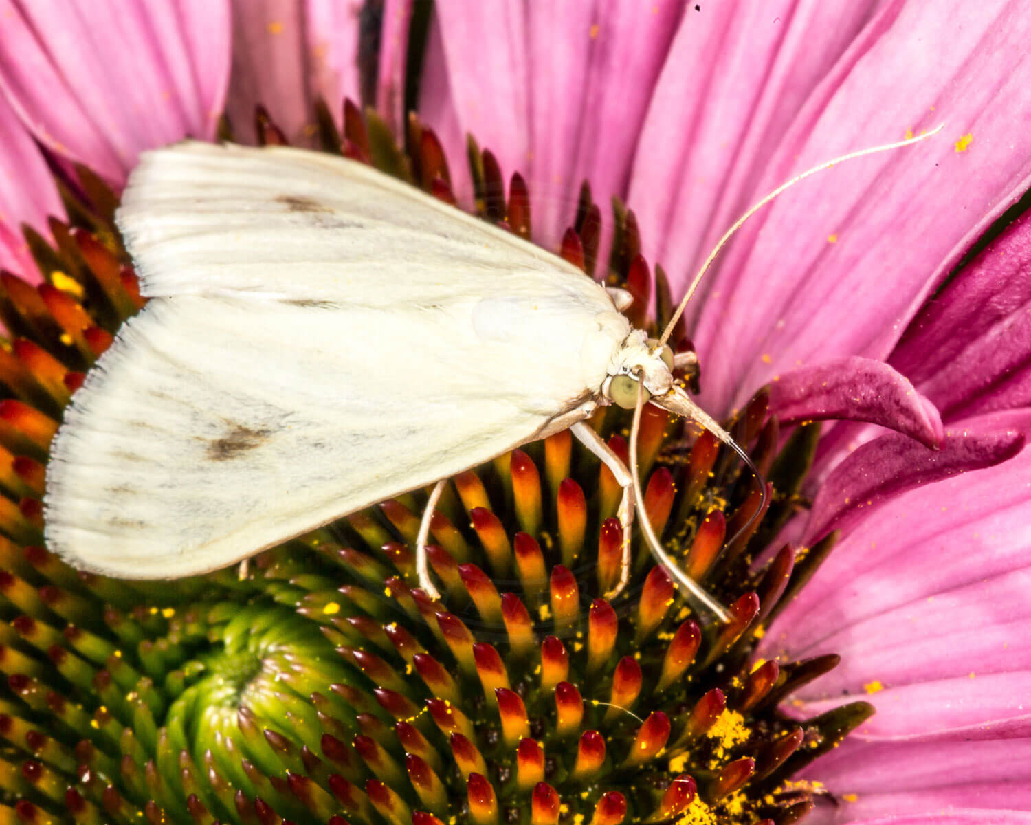 Gulerodshalvmøl sidder på blomst