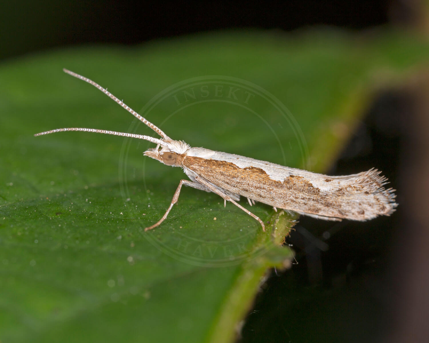 Kålmøl sidder på grønt blad