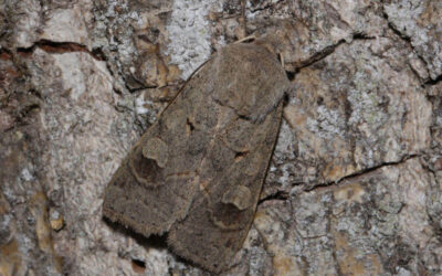 Lådden Ugle Ammoconia caecimacula