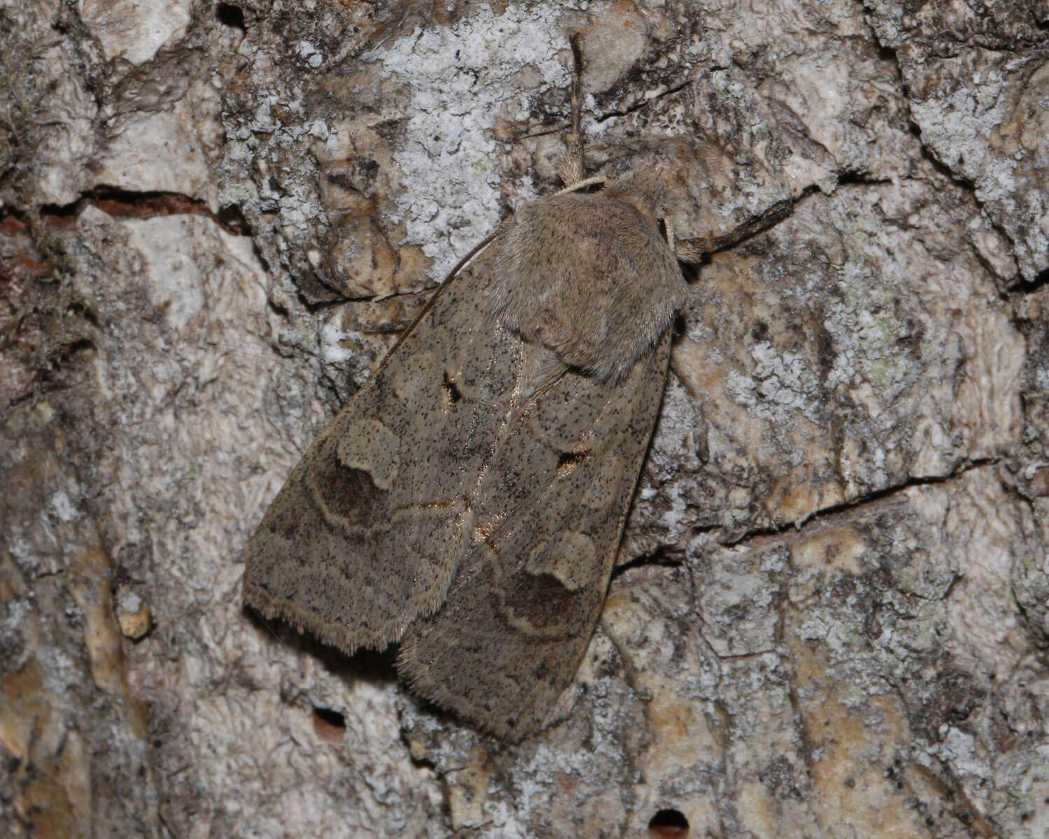 Lådden Ugle gemmer sig på bark