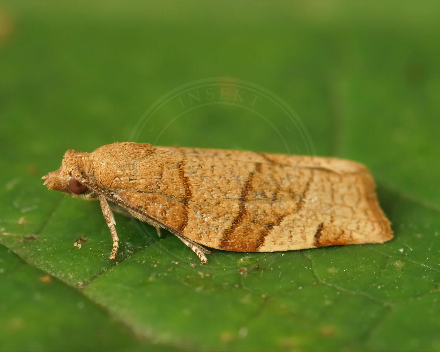Lædergul Frugtbladvikler sidder på gult blad