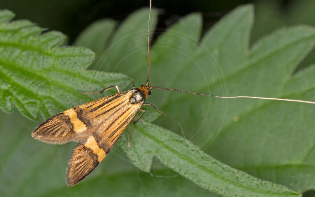 Løvskovslanghornsmøl sidder på et blad, så man kan se de flotte lange horn