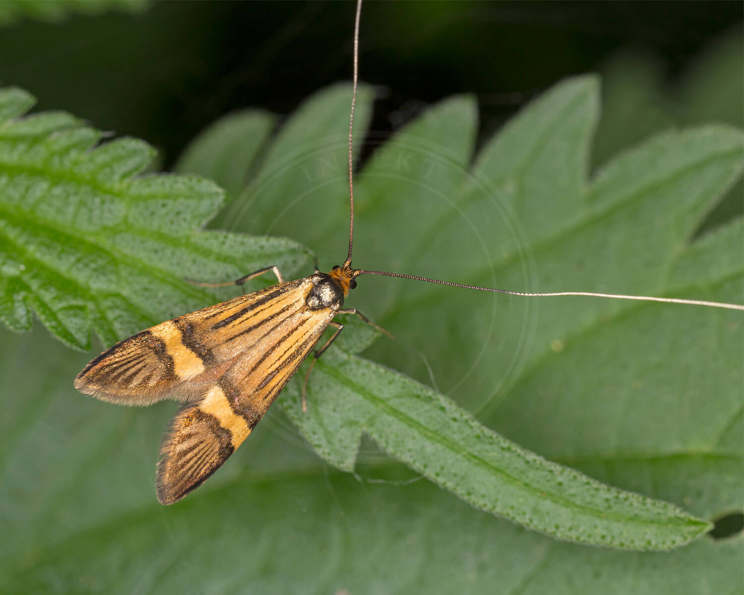 Løvskovslanghornsmøl sidder på et blad, så man kan se de flotte lange horn