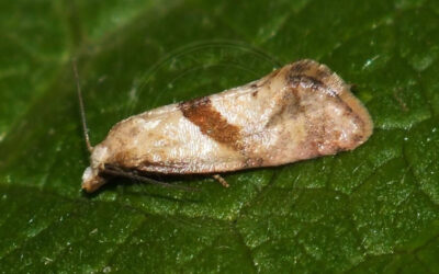 Cochylidia implicitana Cochylidia implicitana