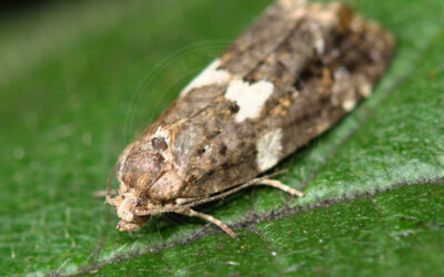 Olindia schumacherana Olindia schumacherana