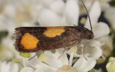 Pammene aurana Pammene aurana