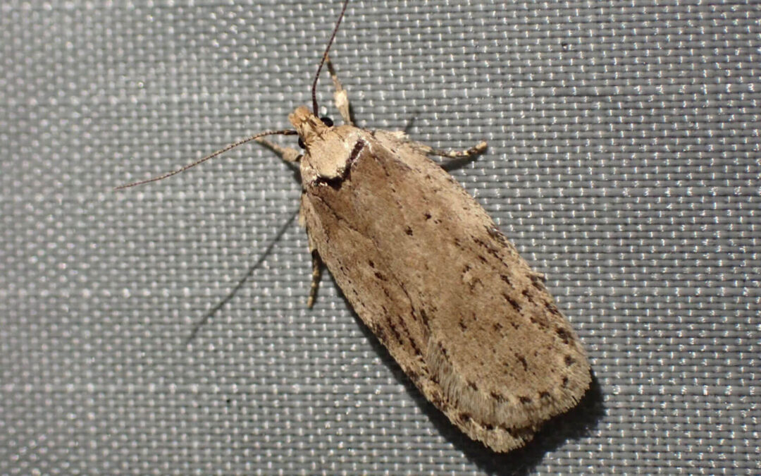 Pastinakmøl sidder så man kan se et lille møls småplettede vinger