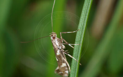 Pileurtstyltemøl Calybites phasianipennella