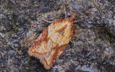 Potentilvikler Acleris aspersana