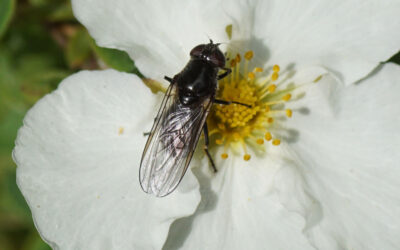 Sort Urtesvirreflue Cheilosia variabilis