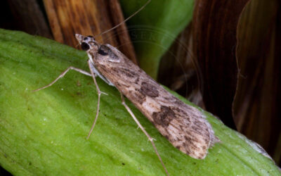 Vandrehalvmøl Nomophila noctuella