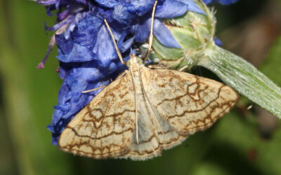 Vinterkarsehalvmøl Evergestis pallidata