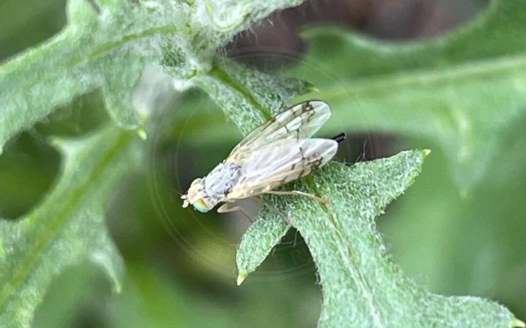 Acanthiophilus helianthi Acanthiophilus helianthi