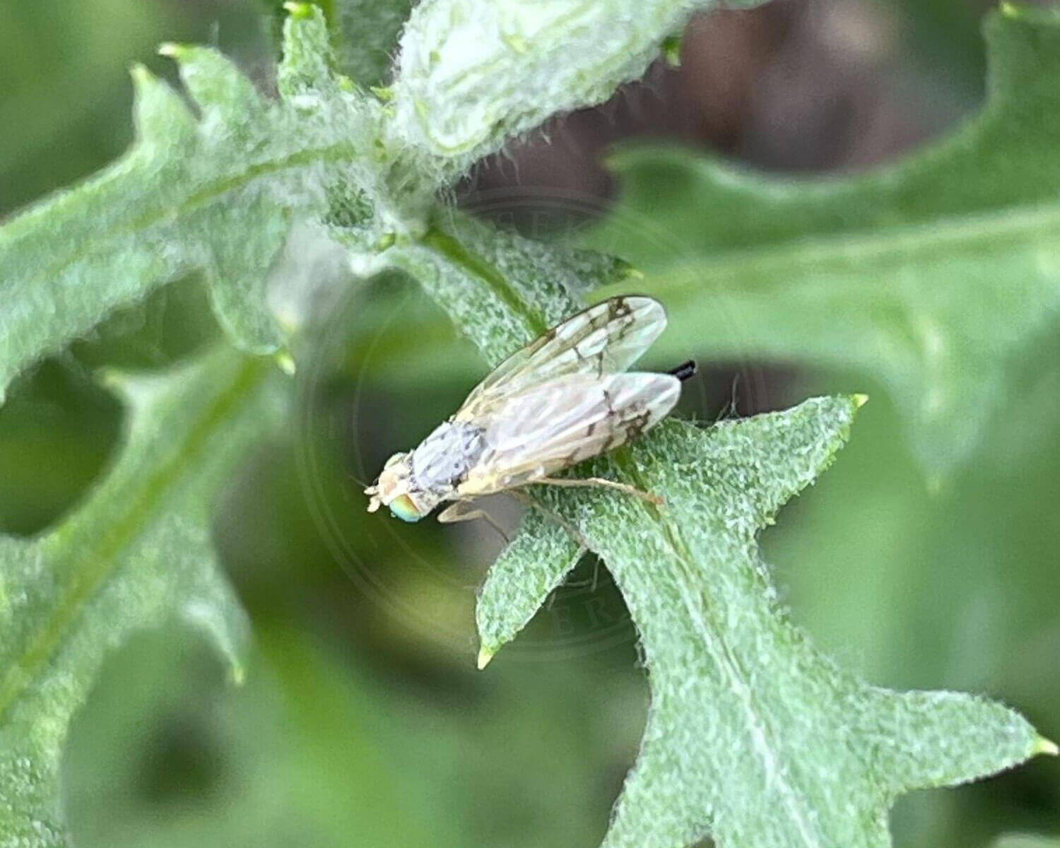 Acanthiophilus helianthi sidder på grønt blad
