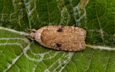 Agonopterix ciliella Agonopterix ciliella