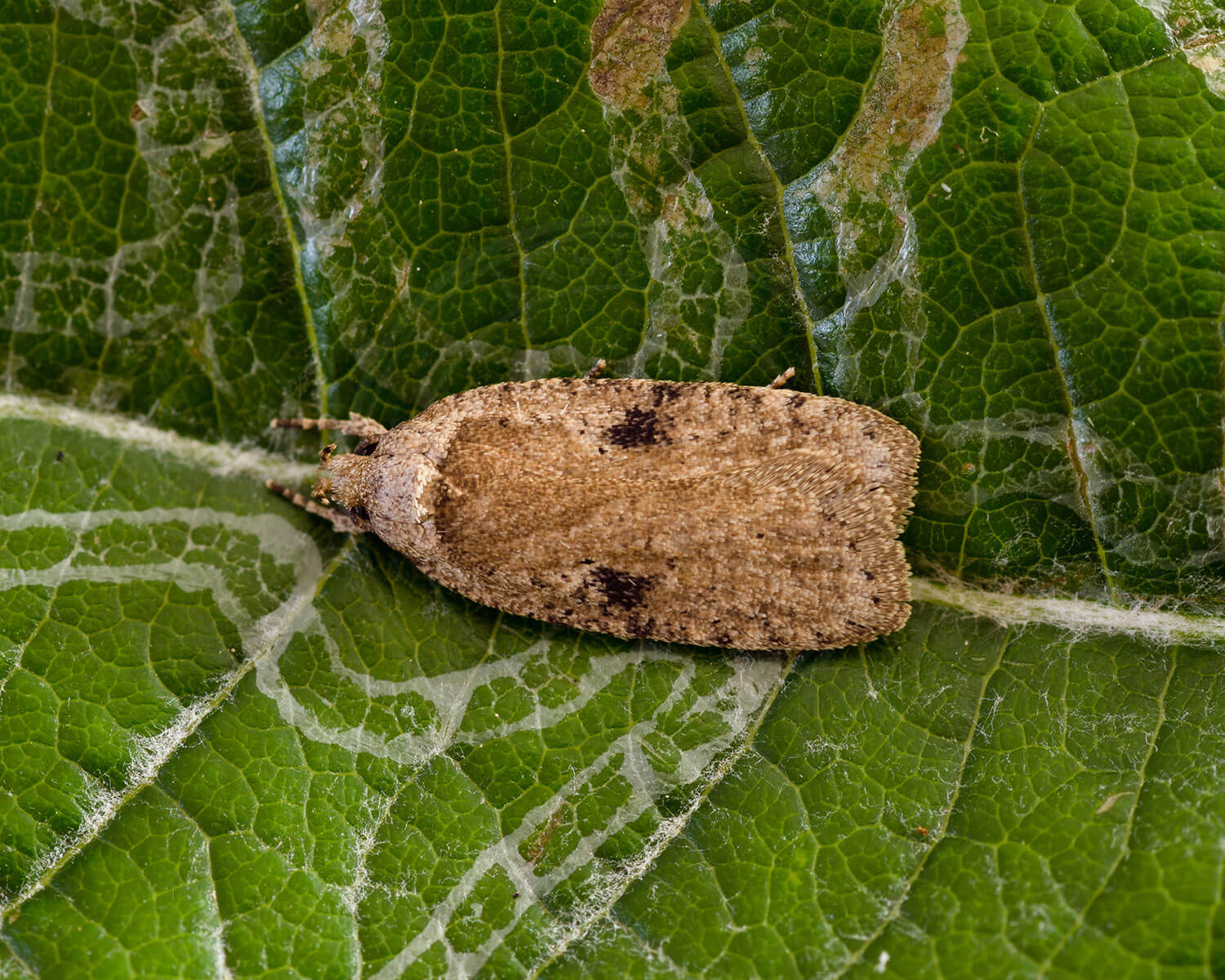 Agonopterix ciliella sidder på et blad