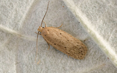 Agonopterix nervosa Agonopterix nervosa