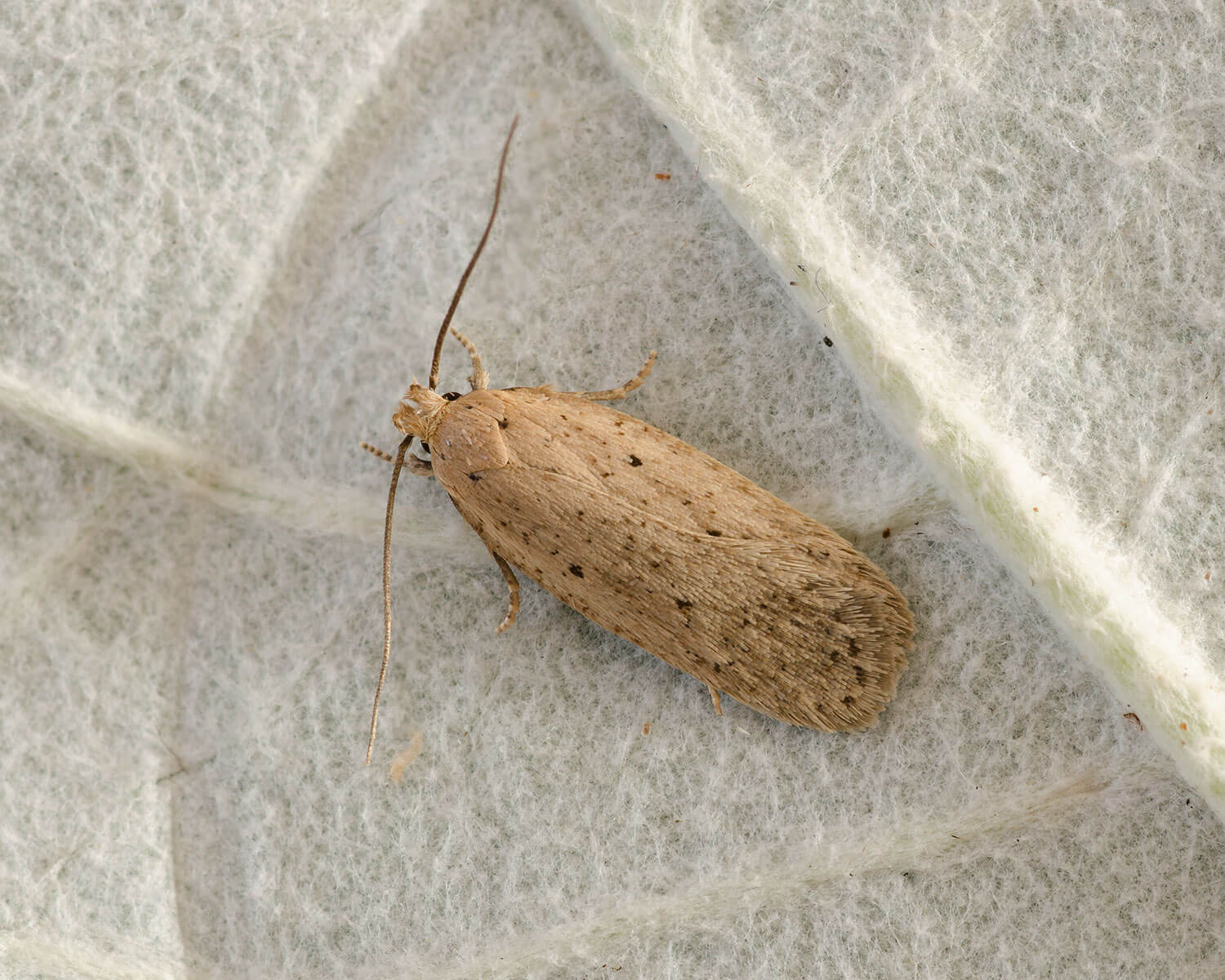 Agonopterix nervosa en fin lille natsommerfugl