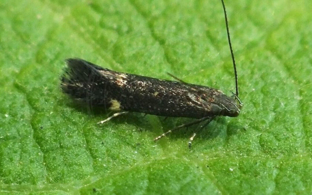 Lille bitte Aproaerema anthyllidella sidder på blad