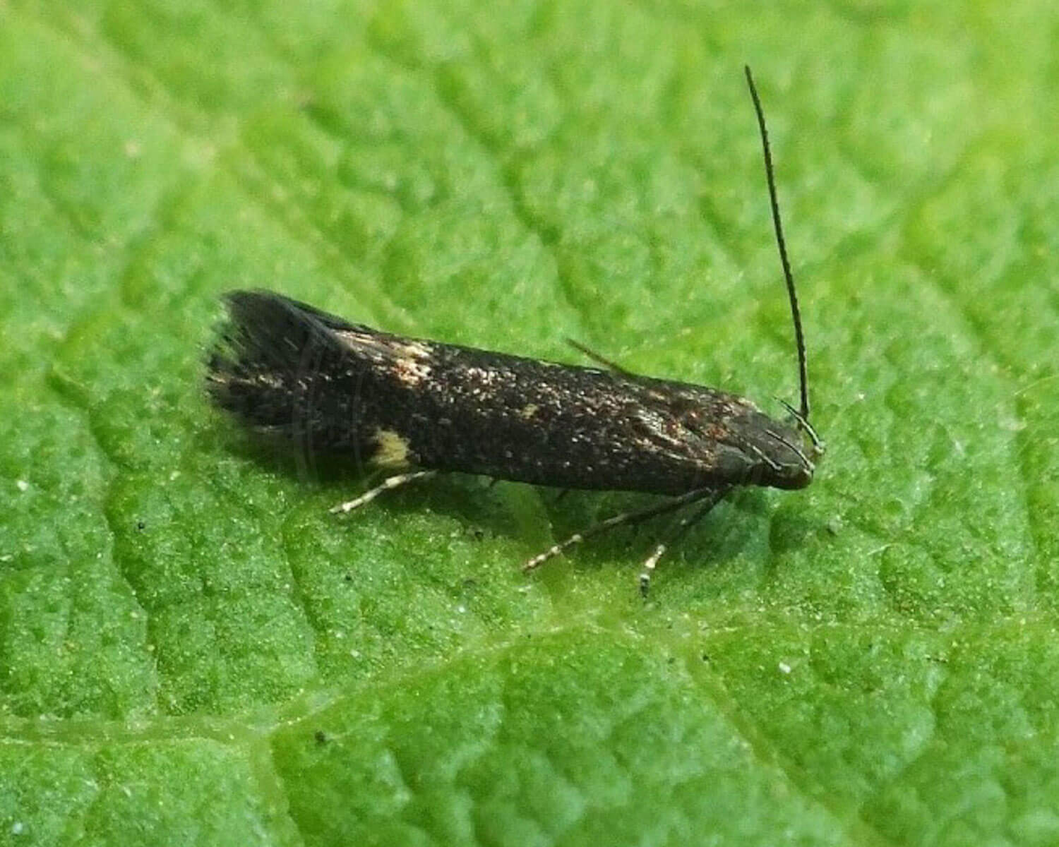 Lille bitte Aproaerema anthyllidella sidder på blad