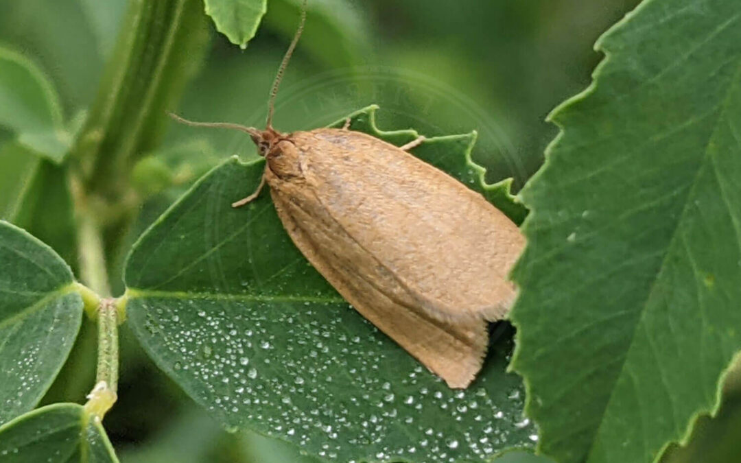 Blåbærvikler sidder på et grøn blad