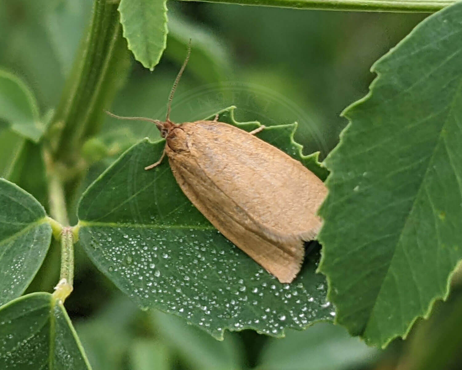 Blåbærvikler sidder på et grøn blad