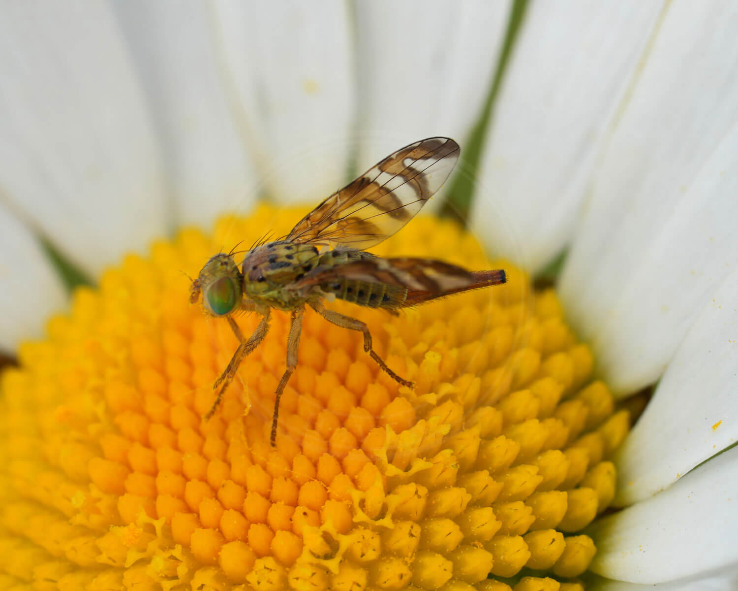 Chaetorellia jaceae sidder midt i blomst