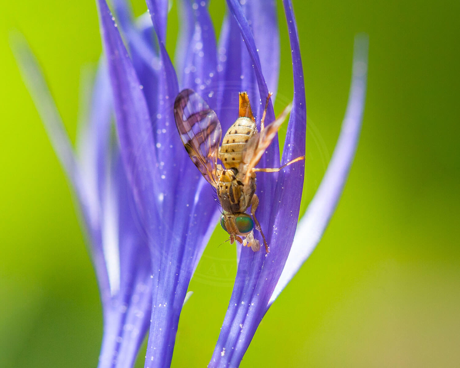 Chaetostomella cylindrica sidder på lilla blomst