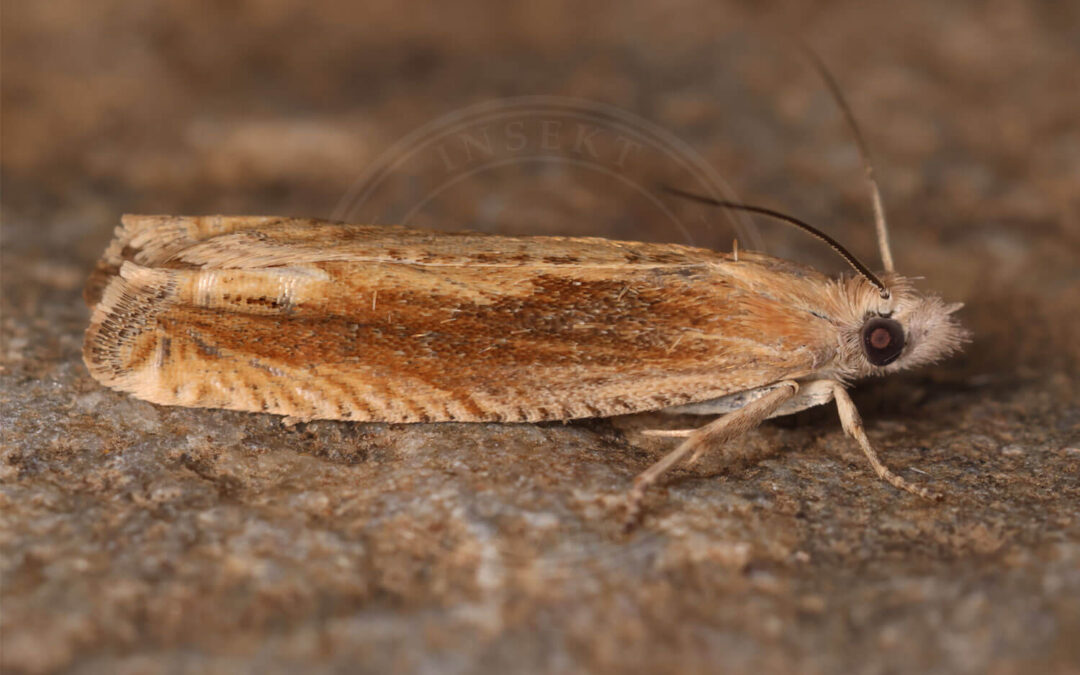 Eucosma obumbratana Eucosma obumbratana