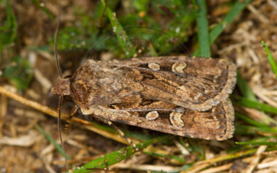 Hvedeugle Euxoa tritici