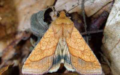 Krageklougle Pyrrhia umbra