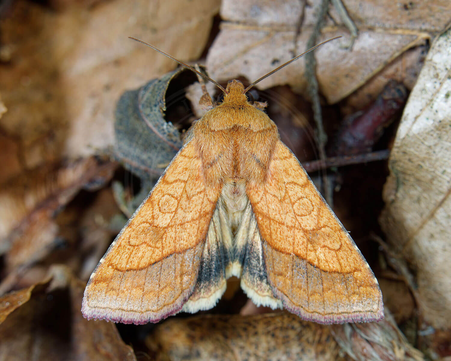 Krageklougle gemmer sig mellem visne blade