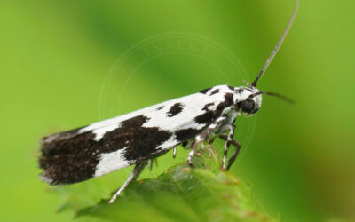 Kulsukkermøl Ethmia quadrillella