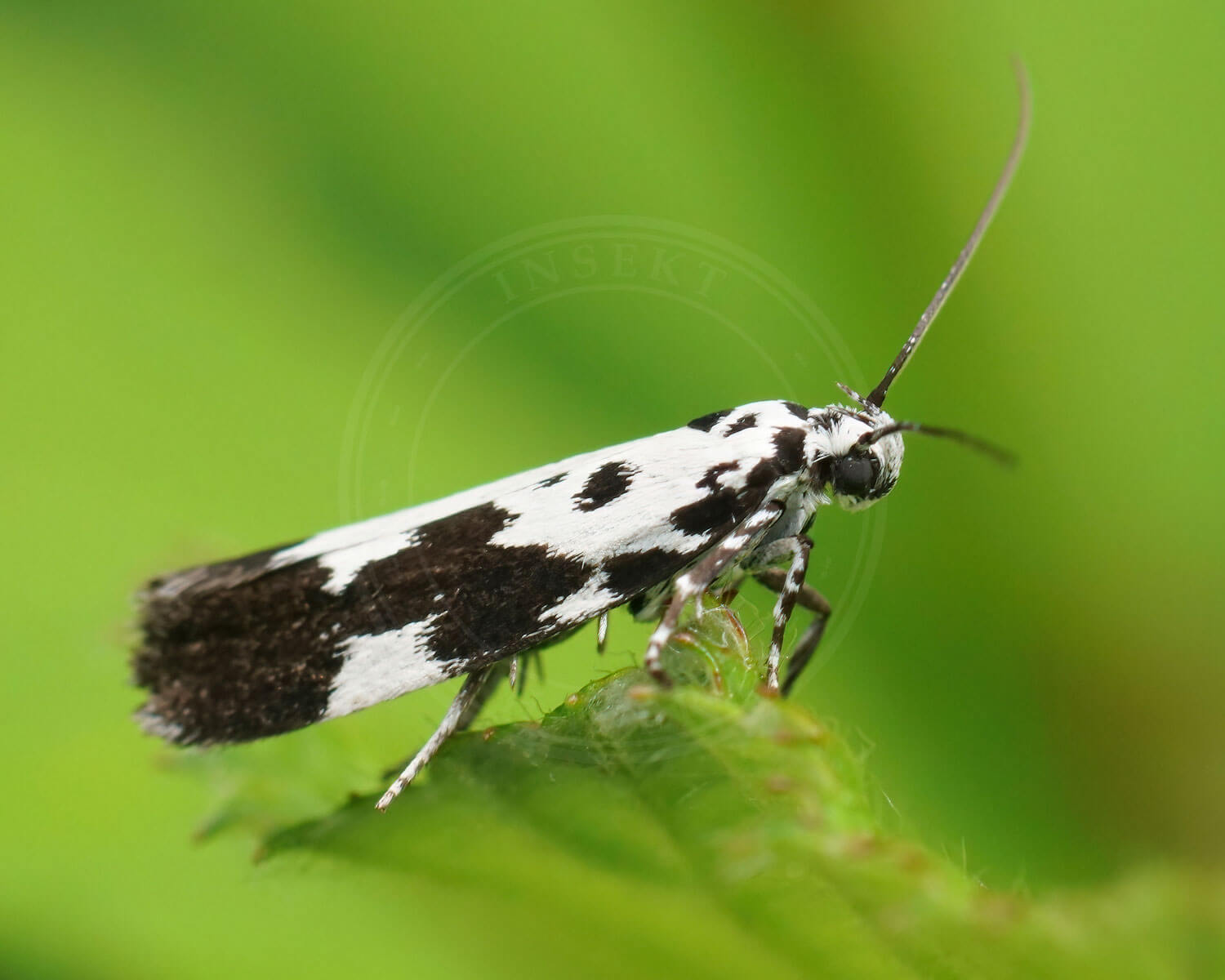 Kulsukkermøl på grøn blad