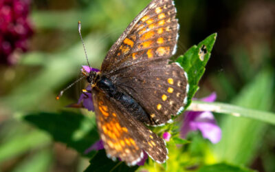 Mørk Pletvinge Melitaea diamina