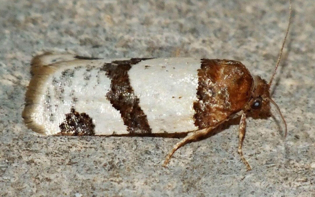 Periclepsis cinctana sidder på en sten
