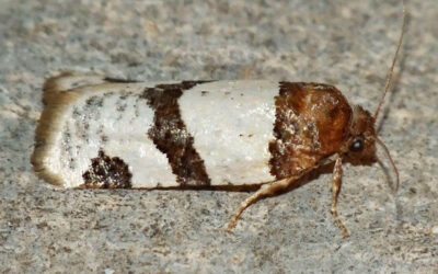 Periclepsis cinctana Periclepsis cinctana