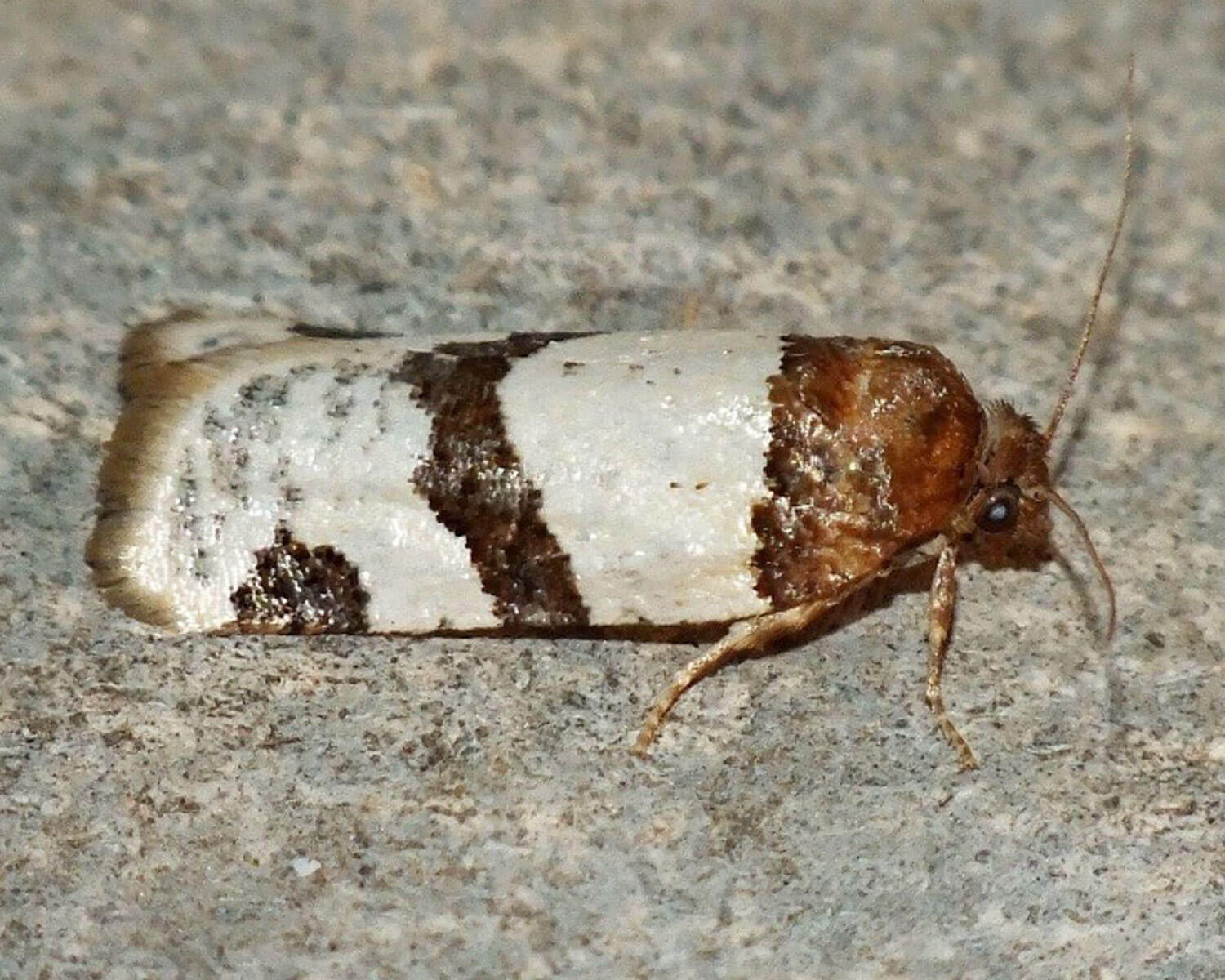 Periclepsis cinctana sidder på en sten